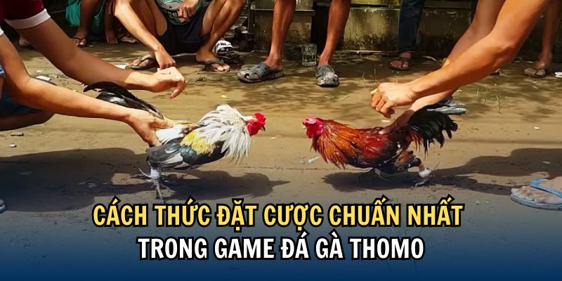 Các mẹo hay săn thưởng tuyệt đỉnh khi tham gia trực tiếp đá gà Thomo